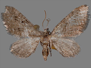 Eupithecia pusillata