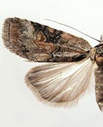 Nycteola nr. columbiana