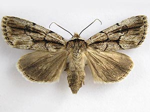 Sympistis fifia