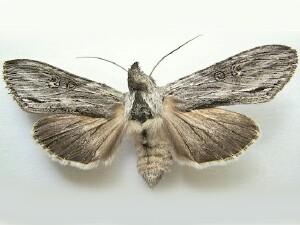 Cucullia antipoda