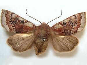 Orthosia pulchella