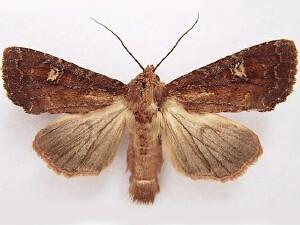 Apamea cogitata