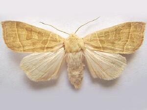 Ipimorpha nanaimo