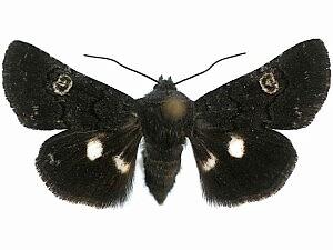Copanarta sexpunctata