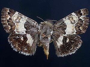 Schinia vacciniae