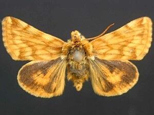 Xanthothrix neumoegeni