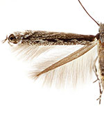 Micrurapteryx salicifoliella