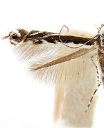 Micrurapteryx occulta