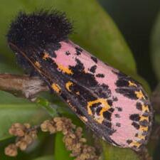 Xanthopastis regnatrix