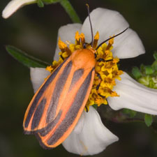 Hypoprepia miniata