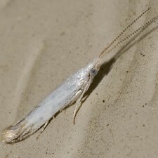 Coleophora atromarginata