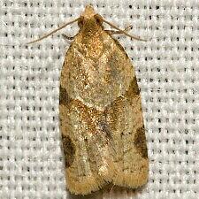 Clepsis peritana
