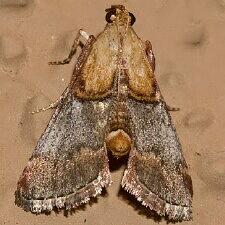 Cacozelia basiochrealis