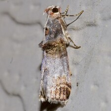 Oneida lunulalis