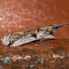 Rostrolaetilia nigromaculella