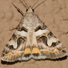 Bulia deducta