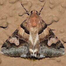 Drasteria pallescens