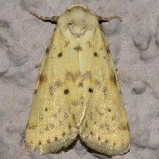 Azenia implora