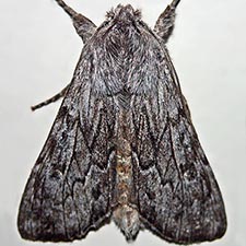 Dolocucullia poolei