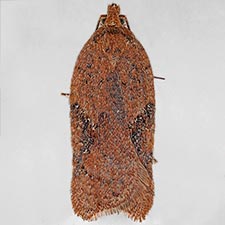 Acleris stadiana