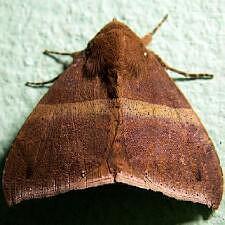 Neophisma tropicalis