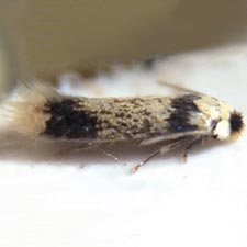 Stigmella macrocarpae