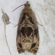 Olethreutes trepidulum