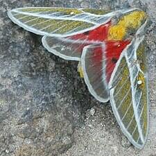 Syssphinx raspa