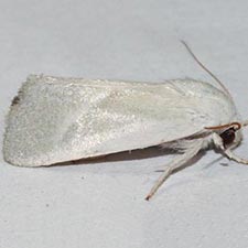 Leucocnemis nivalis
