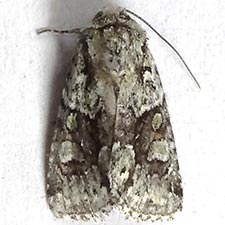 Lacinipolia marinitincta