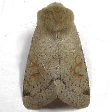 Orthosia annulimacula