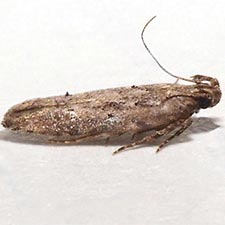 Hypatima sp. 1