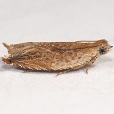 Ancylis cordiae