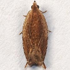 Ancylis cordiae