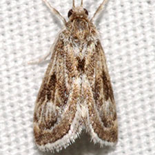 Frechinia criddlealis
