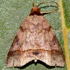 Deinopa angitia