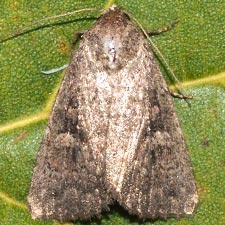 Condica morsa
