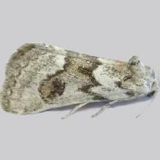 Acopa carina