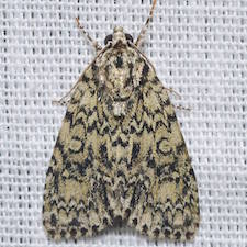 Acronicta heitzmani