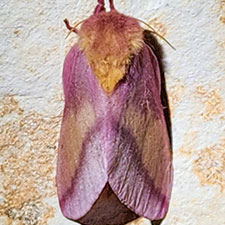 Dryocampa kendalli