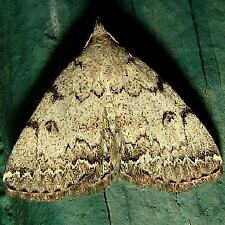 Zanclognatha theralis