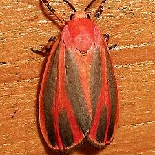 Hypoprepia miniata