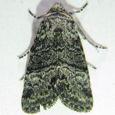 Brachylomia discolor
