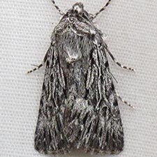 Sympistis poliochroa
