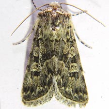 Sympistis augustus