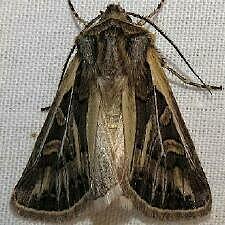 Euxoa quadridentata