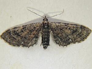 Eupithecia albimontanata