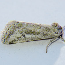 Acopa perpallida