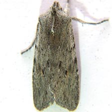 Lithophane itata
