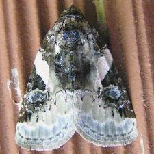 Pseudeustrotia carneola